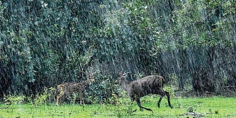 ಸಂಗ್ರಹ ಚಿತ್ರ