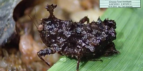 ಪಿಗ್ಮಿ ಮಿಡತೆ ಪ್ರಭೇದಕ್ಕೆ ವಯನಾಡ್ ಸಂಶೋಧಕನ ಹೆಸರು!
