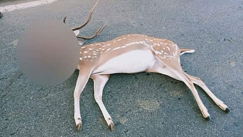ಅಪಘಾತದಲ್ಲಿ ಮೃತಪಟ್ಟ ಜಿಂಕೆ