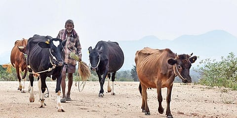 ಸಂಗ್ರಹ ಚಿತ್ರ