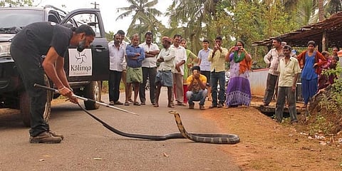 ಕಿಂಗ್ ಕೋಬ್ರಾ ಜೊತೆ ಗೌರಿಶಂಕರ್
