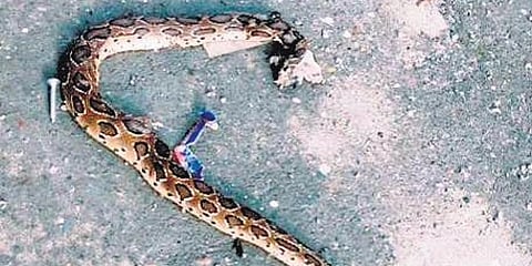ಹಾವಿನ ಚಿತ್ರ