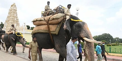 ಜಂಬೂ ಸವಾರಿ ತಾಲೀಮು