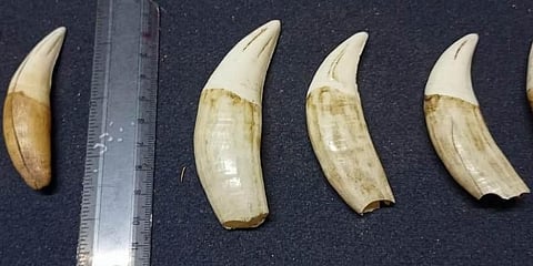 ಅರಣ್ಯಾಧಿಕಾರಿಗಳಿಂದ ಹುಲಿ ಹಲ್ಲು ವಶಕ್ಕೆ