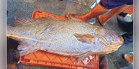 ಘೋಲ್ ಫಿಶ್