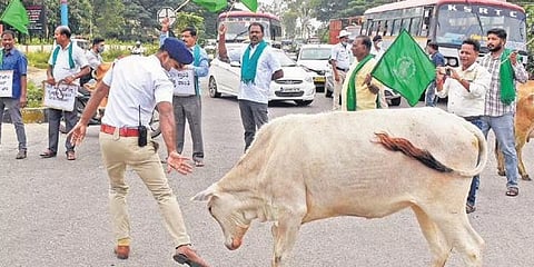 ಪೊಲೀಸರ ಹಿಂಬಾಲಿಸುತ್ತಿರುವ ಗೂಳಿ
