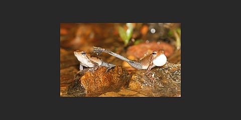 ಕೊಟ್ಟಿಗೆಹಾರ ಕಪ್ಪೆ
