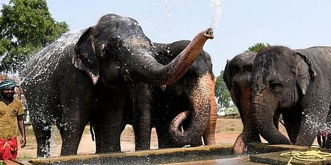 ಪುನರ್ವಸತಿ ಕೇಂದ್ರದಲ್ಲಿ ಆನೆಗಳು