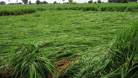 ಬೆಳೆ ಹಾನಿಯ ಸಾಂದರ್ಭಿಕ ಚಿತ್ರ