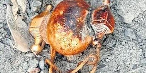 ಕಸದ ರಾಶಿಯಲ್ಲಿ ಪತ್ತೆಯಾಗಿರುವ ಚಿನ್ನದ ಕರಡಿಗೆ