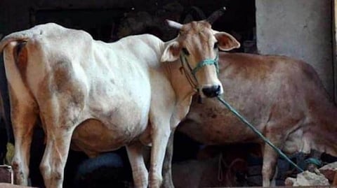 ಸಾಂದರ್ಭಿಕ ಚಿತ್ರ