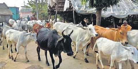 ಜಾನುವಾರಗಳ ಚಿತ್ರ