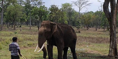 ದುಬಾರೆಯಲ್ಲಿರುವ ಕುಶ ಆನೆ