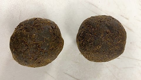 ಹಸುವಿನ ಸಗಣಿ