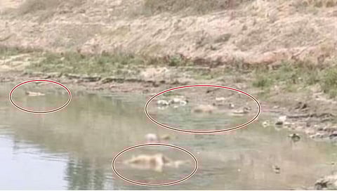 ಮೃತದೇಹಗಳು