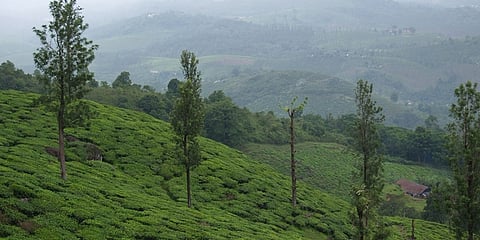 ಮೆಪ್ಪಾಡಿ, ವಯನಾಡ್
