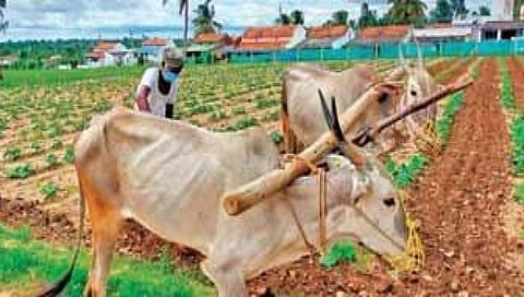 ಕಾಟೂರು ಗ್ರಾಮದ ರೈತರು ಜಮೀನಿನಲ್ಲಿ ಎತ್ತುಗಳ ಸಹಾಯದಿಂದ ಉಳುತ್ತಿರುವುದು