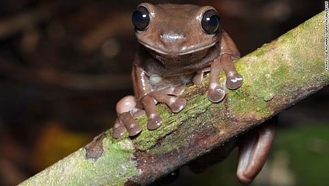 ಚಾಕೊಲೇಟ್ ಕಪ್ಪೆ