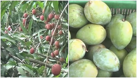 ಶಶಿ ಲೀಚಿ ಮತ್ತು ಮಾವು