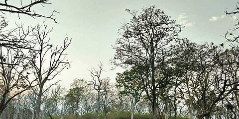 ಮುದುಮಲೈ ಅರಣ್ಯ