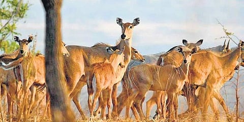 ನೀಲ್‍ಗಾಯ್