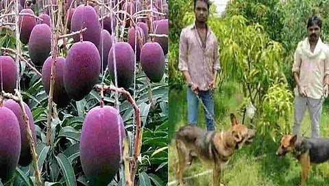 ಮಾವಿನ ತೋಟ