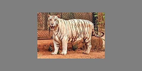ದತ್ತು ಪಡೆದುಕೊಂಡಿರುವ ಬಿಳಿ ಹುಲಿ