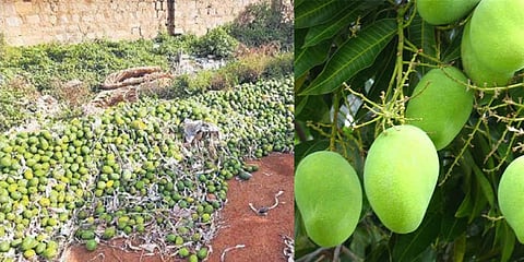 ರಸ್ತೆಗೆ ಮಾವು ಸುರಿದಿರುವ ರೈತರು