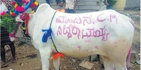 ಗದಗ ಜಿಲ್ಲೆಯಲ್ಲಿ ಹಸುವಿನ ಮೇಲೆ ಮುಂದಿನ ಸಿಎಂ ಸಿದ್ದರಾಮಯ್ಯ ಎಂದು ಬರೆದಿರುವ ಬರಹ.