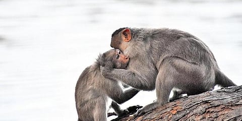 ಸಂಗ್ರಹ ಚಿತ್ರ