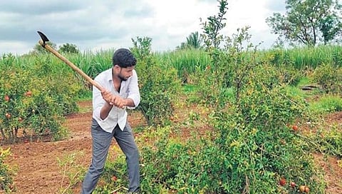ರೋಗಪೀಡಿತ ದಾಳಿಂಬೆ ಹೊಲ ನಾಶಪಡಿಸುತ್ತಿರುವ ರೈತ