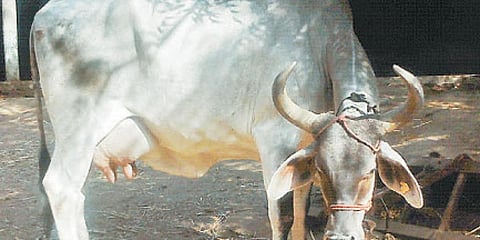 ರಾಜ್ಯದ ಪ್ರತಿ ಜಿಲ್ಲೆಯಲ್ಲೂ ಗೋಶಾಲೆ: ಮೊದಲ ಹಂತದಲ್ಲಿ 15 ಕೋಟಿ ರೂ. ಬಿಡುಗಡೆಗೆ ಸಂಪುಟ ನಿರ್ಧಾರ