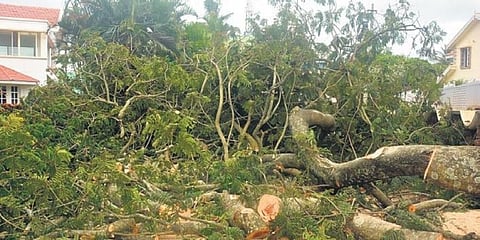 ಬೆಂಗಳೂರು: ಬೃಹತ್ ಗಾತ್ರದ ಮರ ಬಿದ್ದು ಇಬ್ಬರಿಗೆ ಗಾಯ