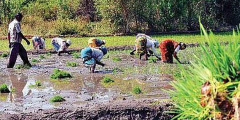 ಬಿತ್ತನೆ ಕಾರ್ಯದ ಚಿತ್ರ