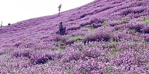 ನೀಲ ಕುರಂಜಿ ಹೂಗಳು