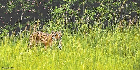 ಸಂಗ್ರಹ ಚಿತ್ರ