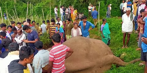 ಮೃತಪಟ್ಟಿರುವ ಆನೆ