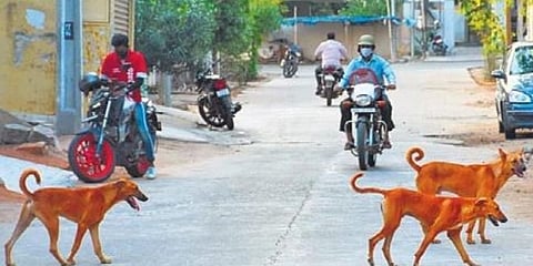 ಸಂಗ್ರಹ ಚಿತ್ರ