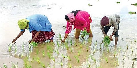 ಭತ್ತದ ನಾಟಿಯಲ್ಲಿ ತೊಡಗಿರುವ ಮಹಿಳೆಯರು