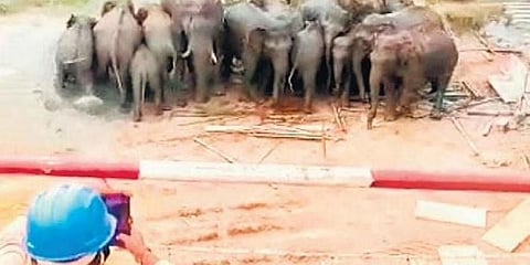 ಬೆದರಿರುವ ಕಾಡಾನೆಗಳ ಹಿಂಡು