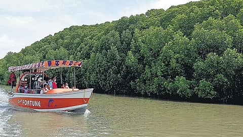 ಮ್ಯಾಂಗ್ರೋವ್ ಕಾಡುಗಳು