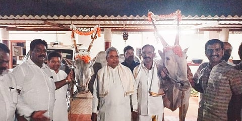 ಚಿತ್ರದುರ್ಗ ಜಿಲ್ಲೆಯ ಹಿರಿಯೂರಿನ ಕಾಂಗ್ರೆಸ್ ಮುಖಂಡ ನಾಗೇಂದ್ರ ನಾಯಕ್ ಅವರ ನಿವಾಸದಲ್ಲಿ ಸಾಕಿರುವ ಹಳ್ಳಿಕಾರ್ ತಳಿಯ ಹೋರಿಗಳೊಂದಿಗೆ ಸಿದ್ದರಾಮಯ್ಯ