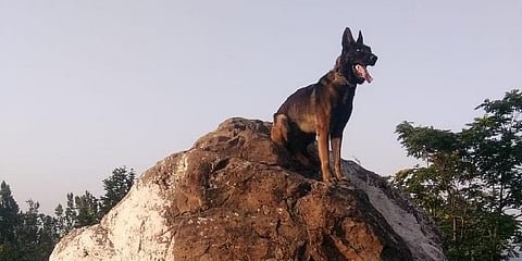 'ಜೂಮ್' ನಾಯಿ