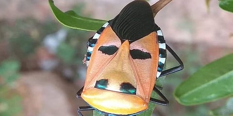 ಹಿಟ್ಲರ್ ಮುಖದ ಕೀಟ