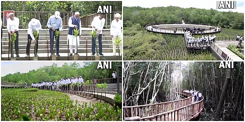 ಮ್ಯಾಂಗ್ರೋವ್ ಕಾಡಿನಲ್ಲಿ ಗಿಡ ನೆಡುತ್ತಿರುವುದು