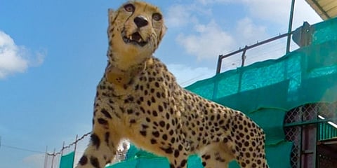 ಚೀತಾ