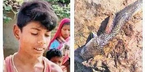 ಬಾಲಕ ಮತ್ತು ಹಾವು