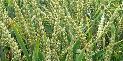 ಸಂಗ್ರಹ ಚಿತ್ರ