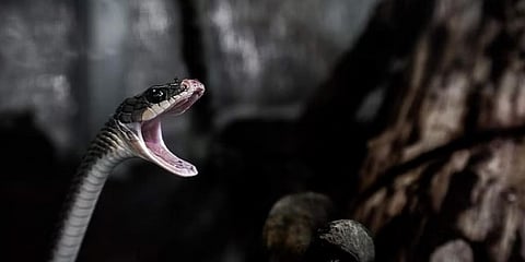 ಸಂಗ್ರಹ ಚಿತ್ರ
