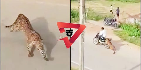 ಚಿರತೆ ದಾಳಿ